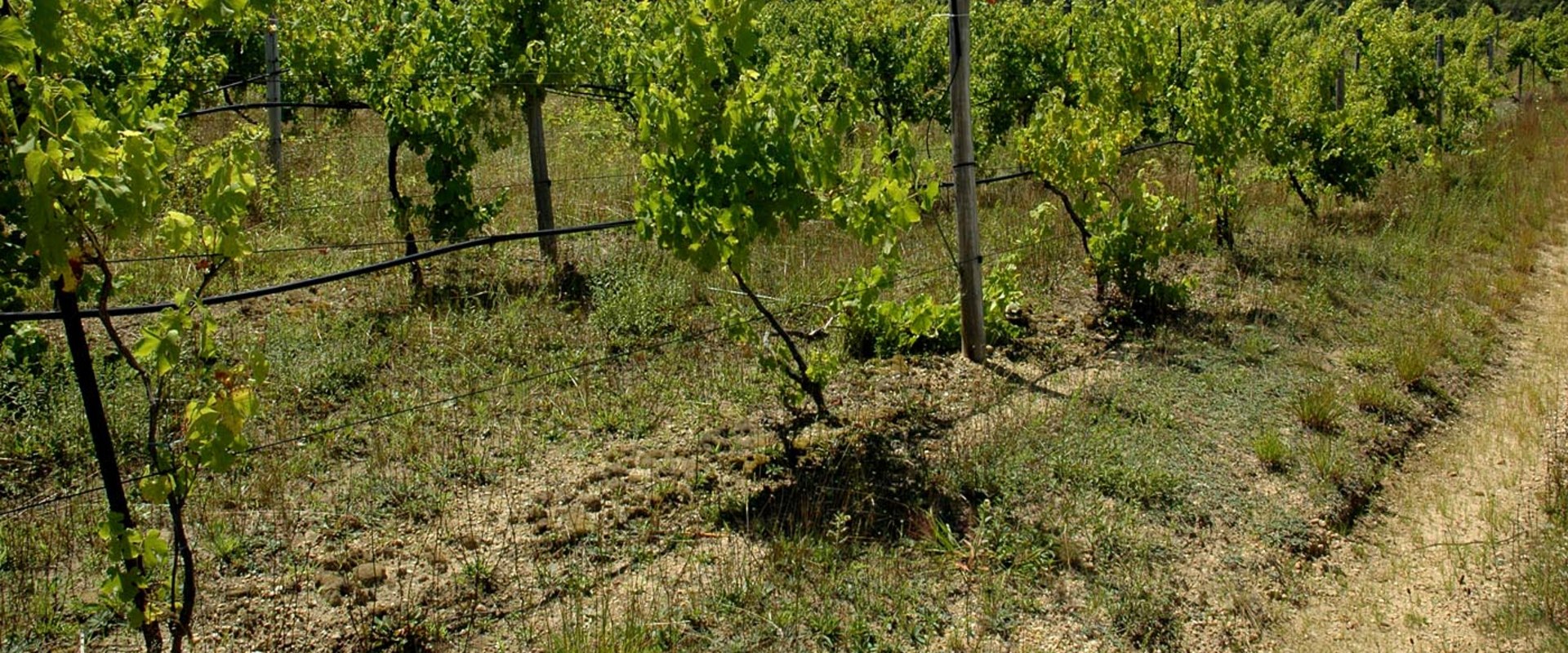 Where are the vineyards on martha's vineyard?
