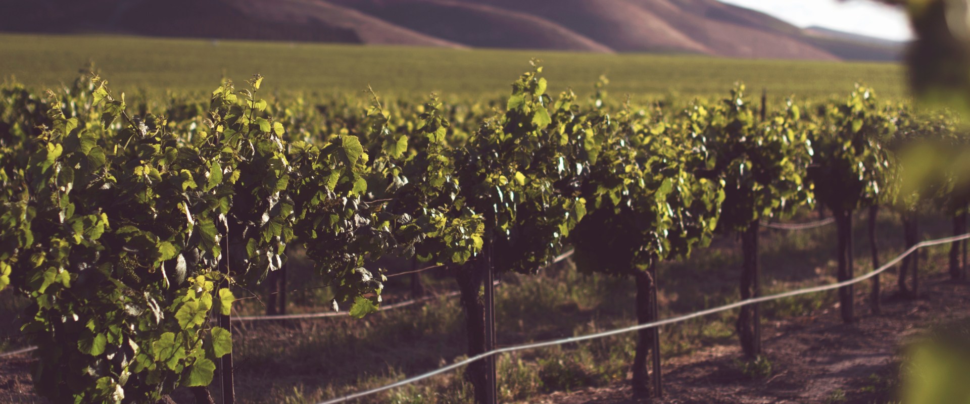 Where can vineyards be found?