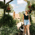 Fix It Before You Sip It: Austin Front Window Repair For Stress-Free Vineyard Adventures