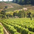 Are wineries in napa open year round?