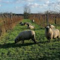 From Vine to Glass: What to Expect on a Vineyard Tour