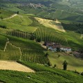 When can you see vineyards in italy?