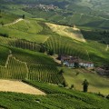 When can you see vineyards in italy?