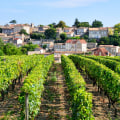 Savor the Experience: Why Vineyard Tours Are the Perfect Getaway