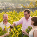 The Benefits of Booking Guided Vineyard Tours for a Richer Experience