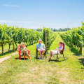 Seasonal Vineyard Tours: The Best Times of Year to Visit