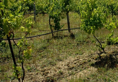 Are there actual vineyards on martha's vineyard?