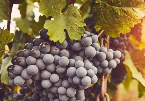 How many vineyards should you visit in a day?