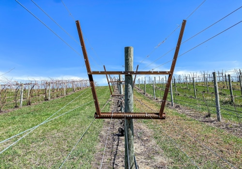 Beneath the Vines: How Soil Science Shapes the Vineyard Tour Experience