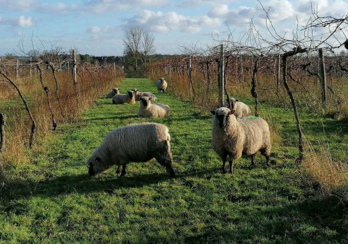 From Vine to Glass: What to Expect on a Vineyard Tour