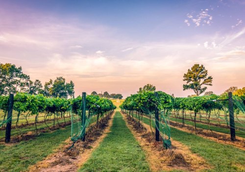 How Can Custom Car Wraps Attract More Customers To Vineyard Tours In Houston, TX?